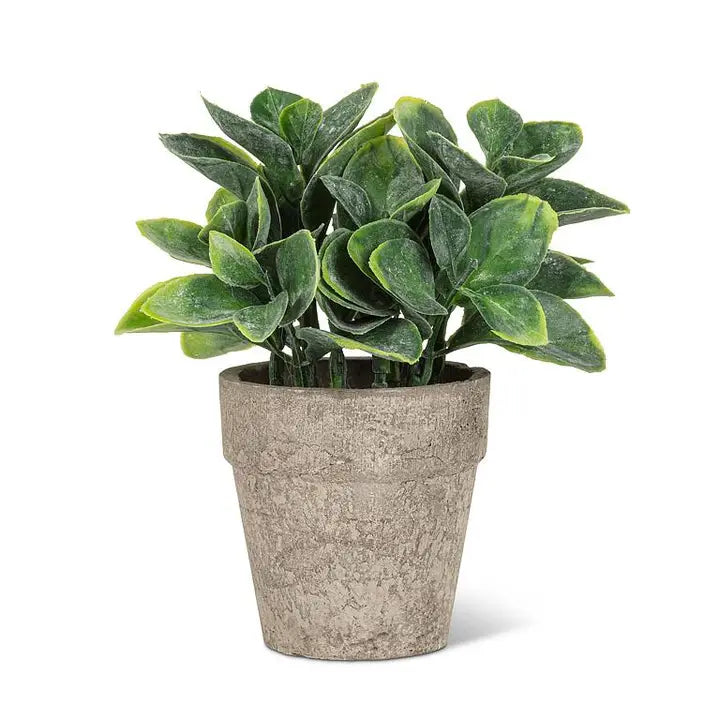 Spade Leaf Plant Pot - 6"