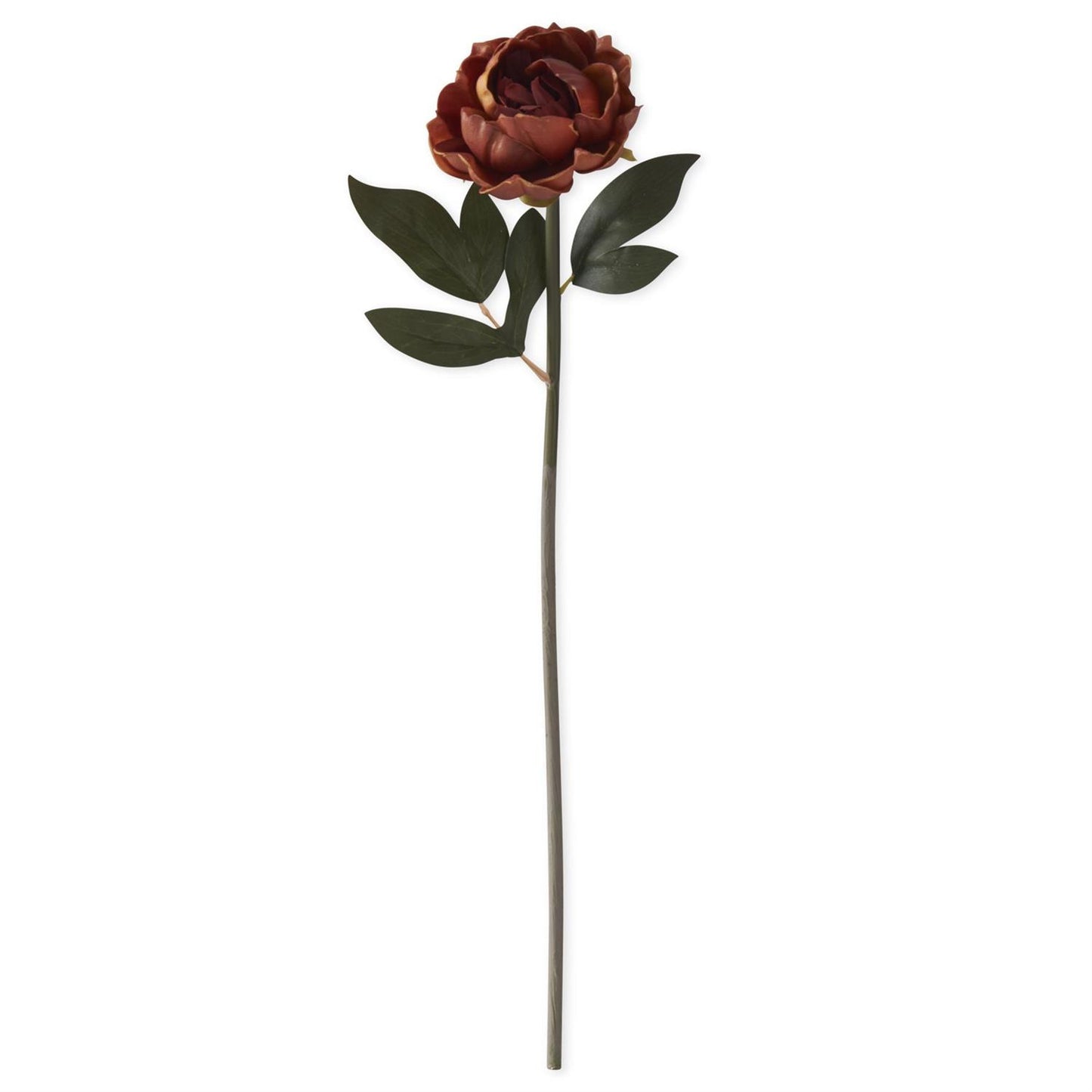 Burgundy/Yellow Peony Stems