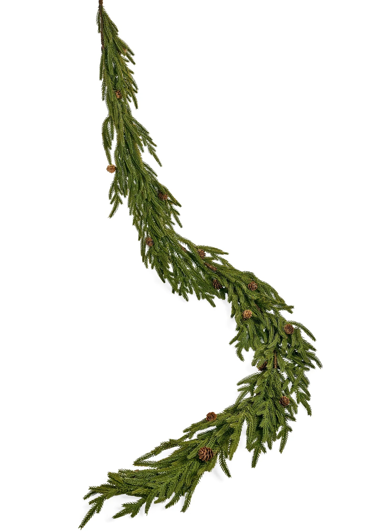 Norfolk Pine Greenery