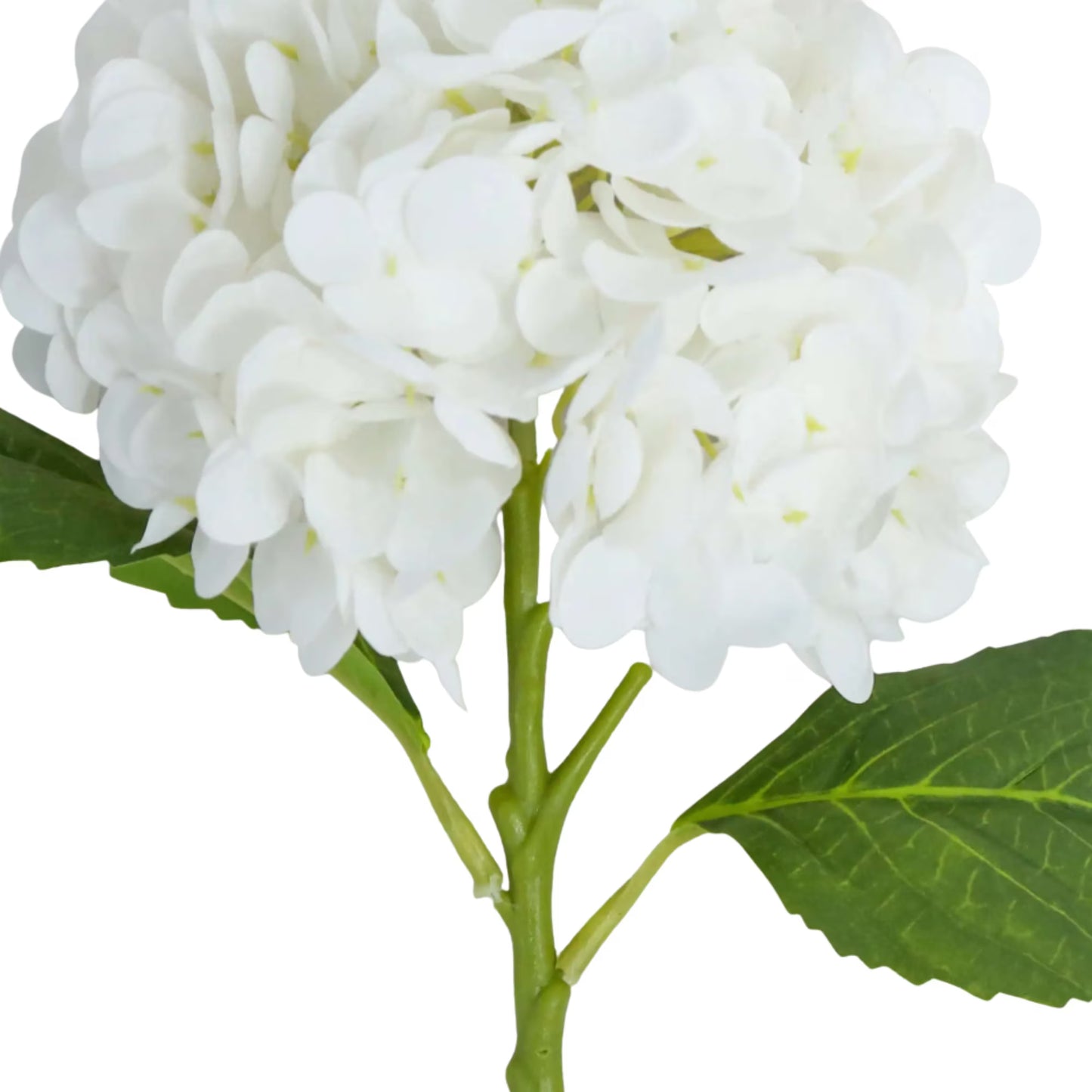 White Hydrangea Stem