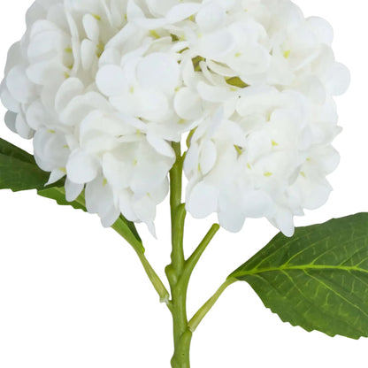 White Hydrangea Stem
