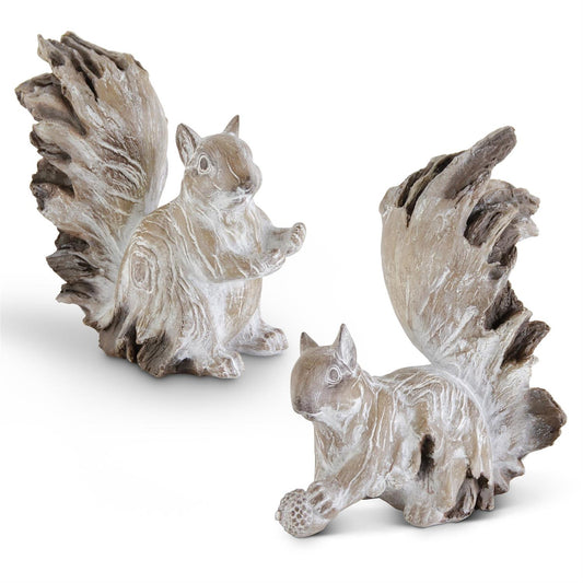 White Washed Squirrels